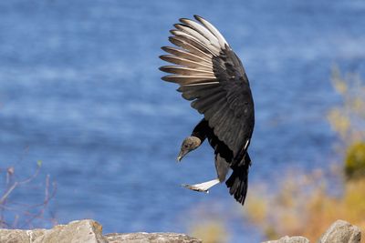 Black Vulture