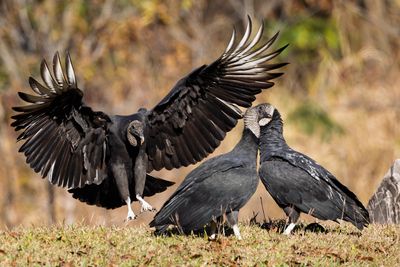 Black Vulture