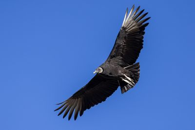 Black Vulture