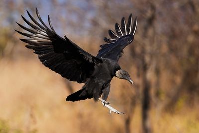 Black Vulture