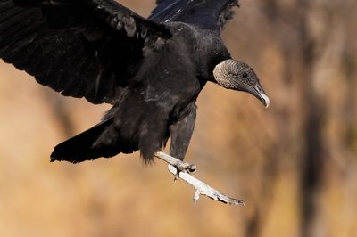 Black Vulture