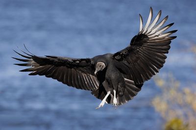 Black Vulture