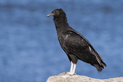 Black Vulture