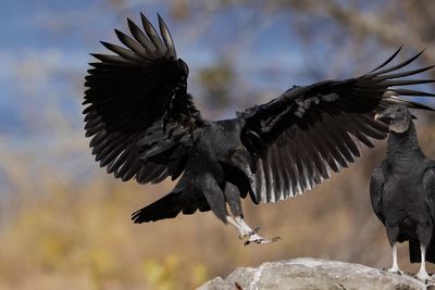 Black Vulture
