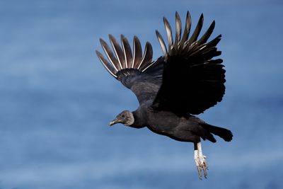 Black Vultre