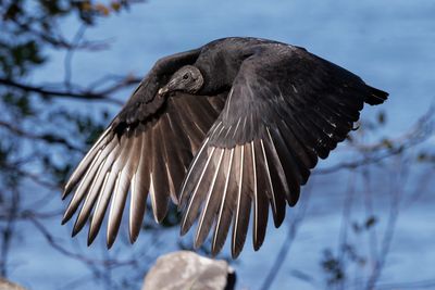 Black Vulture