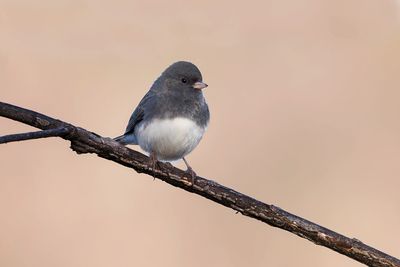 Dark-eyed Junco