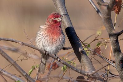 House Finch