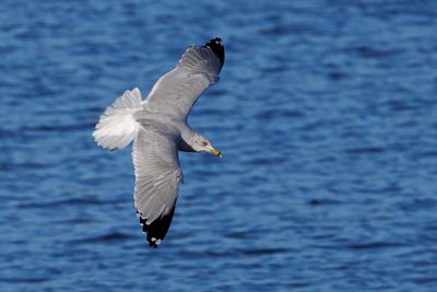 Ring-billed Gull