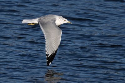 Ring-billed Gull