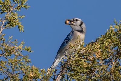 Blue Jay