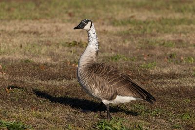 Canada Goose