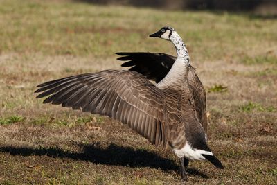 Canada Goose