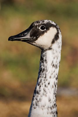 Canada Goose