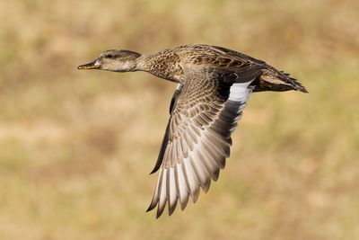 Gadwall