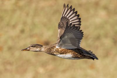 Gadwall