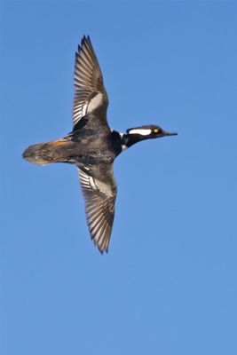Hooded Merganser