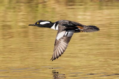 Hooded Merganser