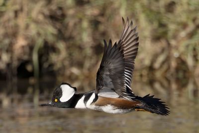 Hooded Merganser