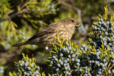 House Finch