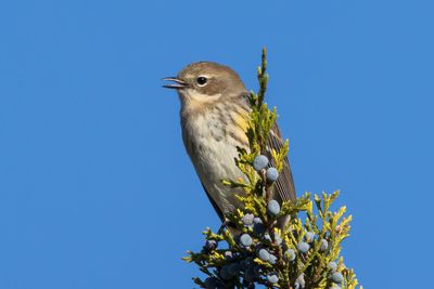 Yellow-rumped Warbler
