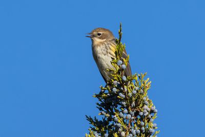 Yellow-rumped Warbler