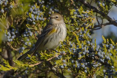 Yellow-rumped Warbler