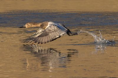 Canvasback