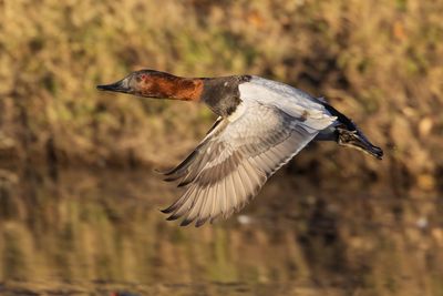 Canvasback