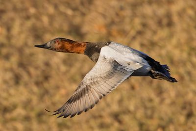 Canvasback
