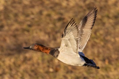 Canvasback