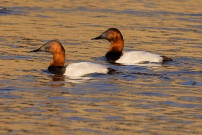 Canvasback