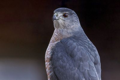Cooper's Hawk