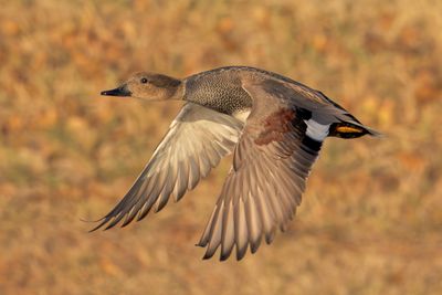 Gadwall