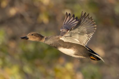 Gadwall