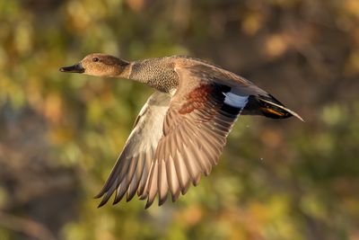 Gadwall