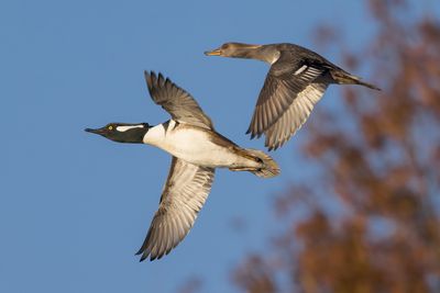 Hooded Merganser