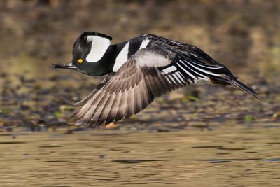 Hooded Merganser