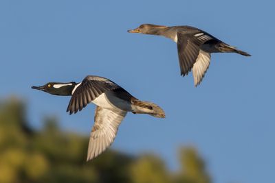 Hooded Merganser