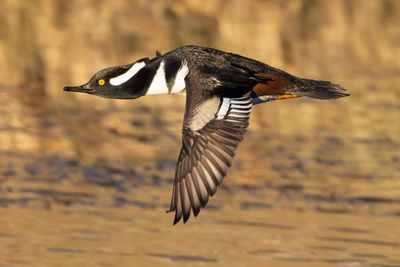 Hooded Merganser