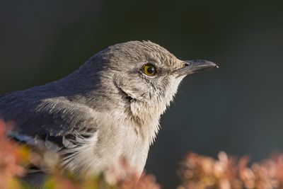 Northern Mockingbird