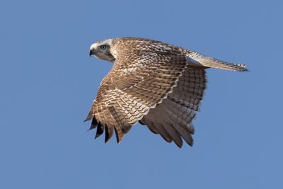 Red-tailed Hawk