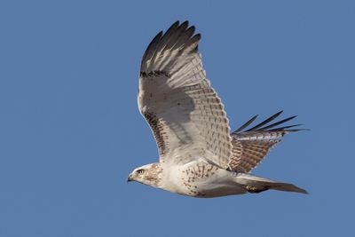 Red-tailed Hawk