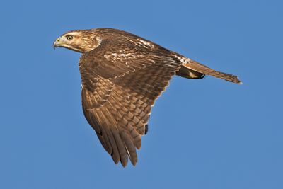 Red-tailed Hawk