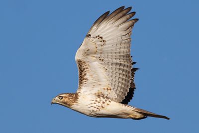 Red-tailed Hawk
