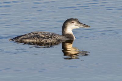 Common Loon