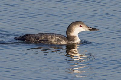 Common Loon