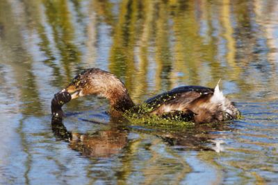 Pied-billed Grebe