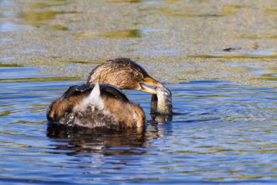 Pied-billed Grebe