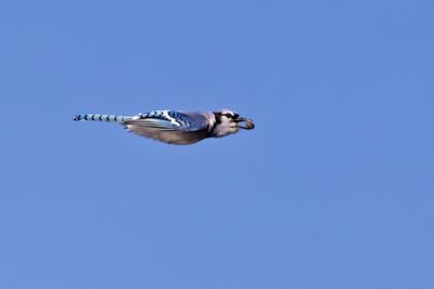 Blue Jay